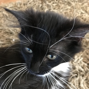 Fundraising Page: Ellen Ryan